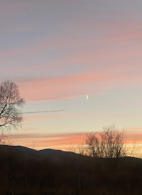 a lone tree in a field with a crescent in the sky